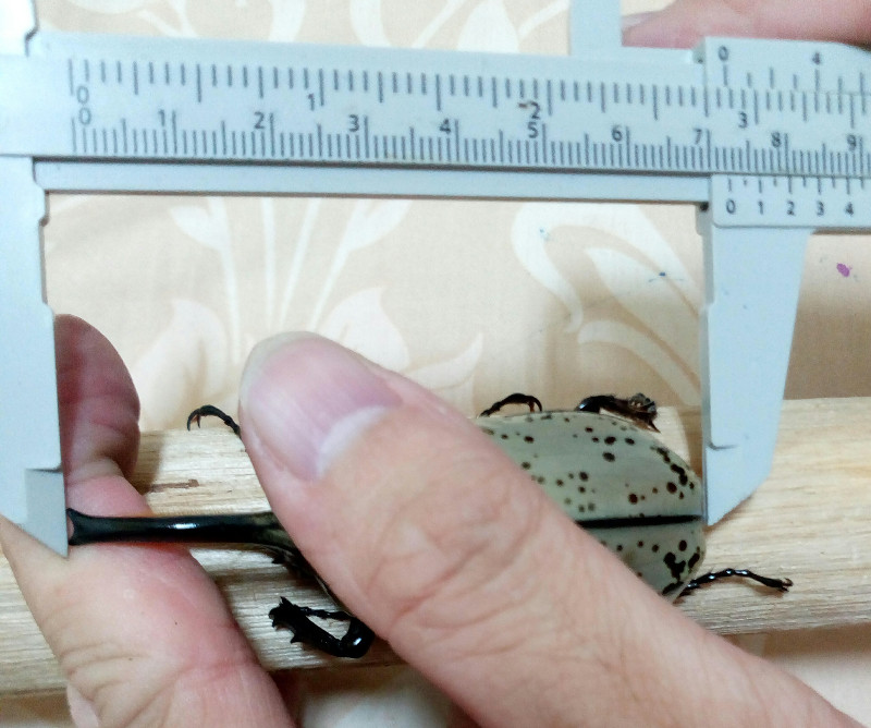 «ö¦¹¦b·sµøµ¡ÂsÄý¹Ï¤ù