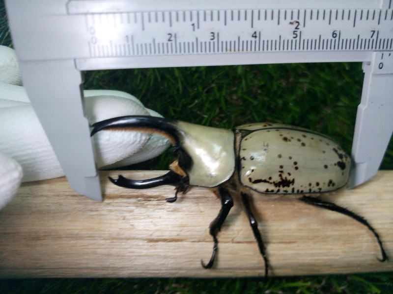 «ö¦¹¦b·sµøµ¡ÂsÄý¹Ï¤ù