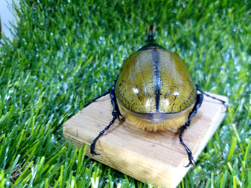 «ö¦¹¦b·sµøµ¡ÂsÄý¹Ï¤ù