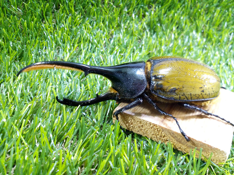 «ö¦¹¦b·sµøµ¡ÂsÄý¹Ï¤ù