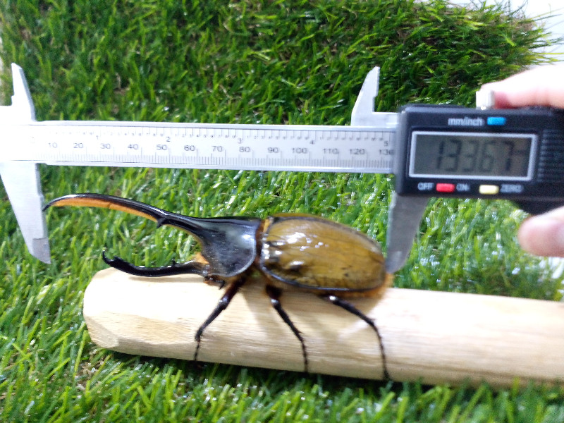 «ö¦¹¦b·sµøµ¡ÂsÄý¹Ï¤ù