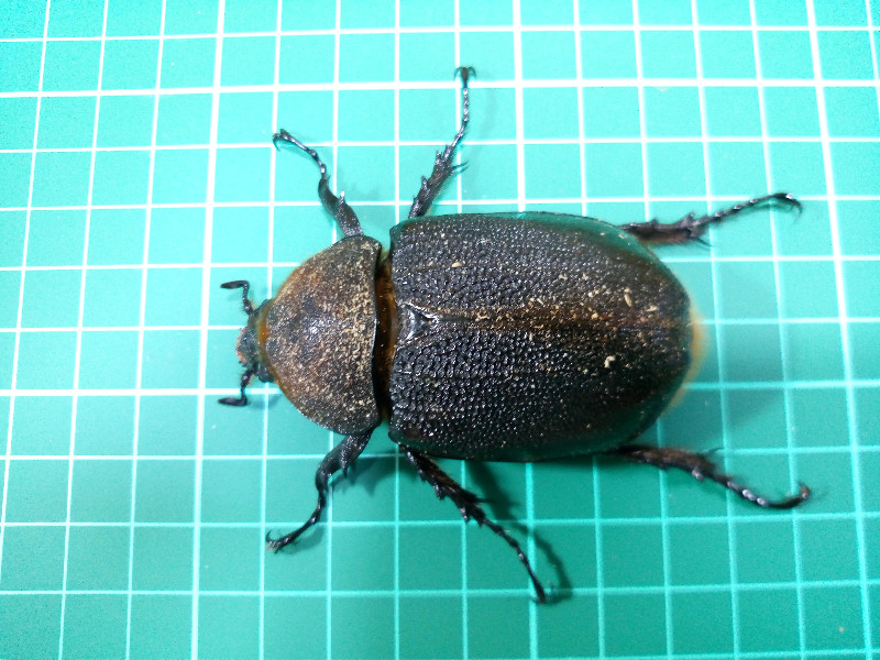 «ö¦¹¦b·sµøµ¡ÂsÄý¹Ï¤ù