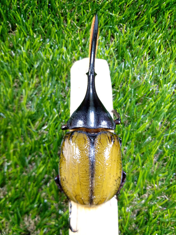 «ö¦¹¦b·sµøµ¡ÂsÄý¹Ï¤ù