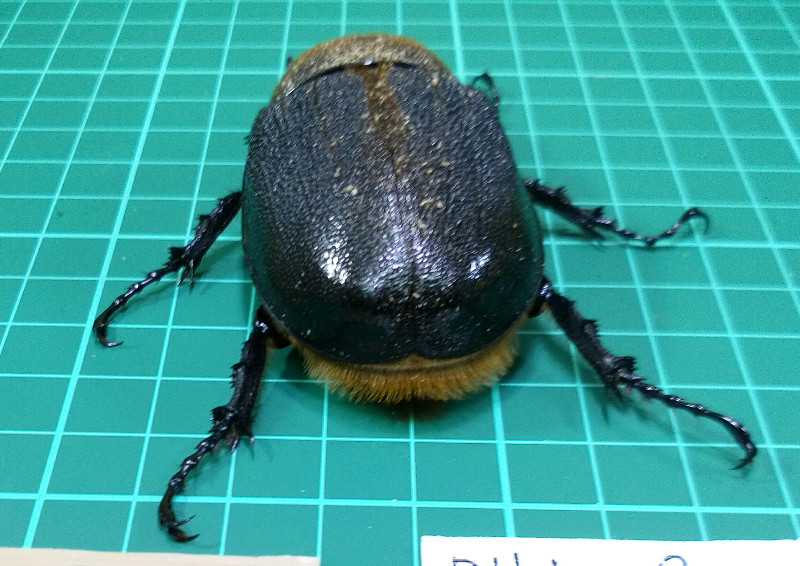 «ö¦¹¦b·sµøµ¡ÂsÄý¹Ï¤ù