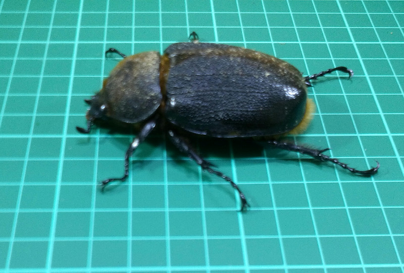 «ö¦¹¦b·sµøµ¡ÂsÄý¹Ï¤ù