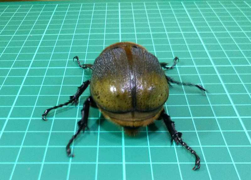 «ö¦¹¦b·sµøµ¡ÂsÄý¹Ï¤ù